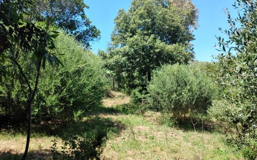 RIF. V 146 Lotto di terreno – Loc.tà Ghiaccioni